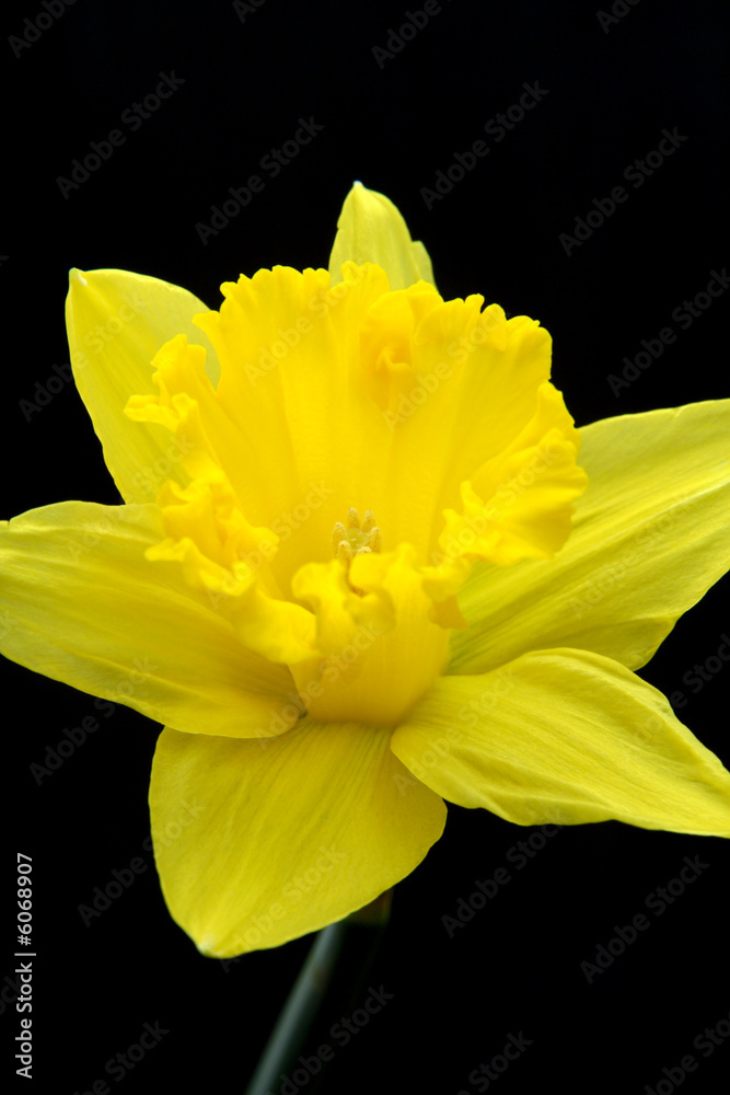 Fototapeta premium Yellow Lily