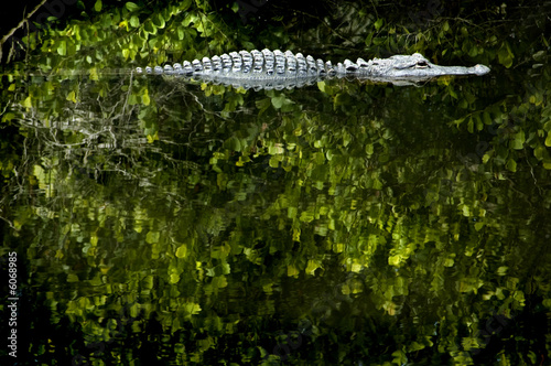 Wild Alligator in Water, Florida Everglades National Park