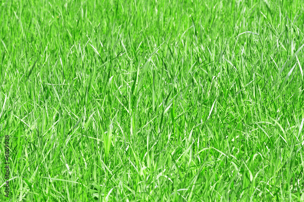 Grass background Grass background