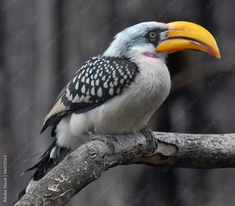 Yellow billed toucan