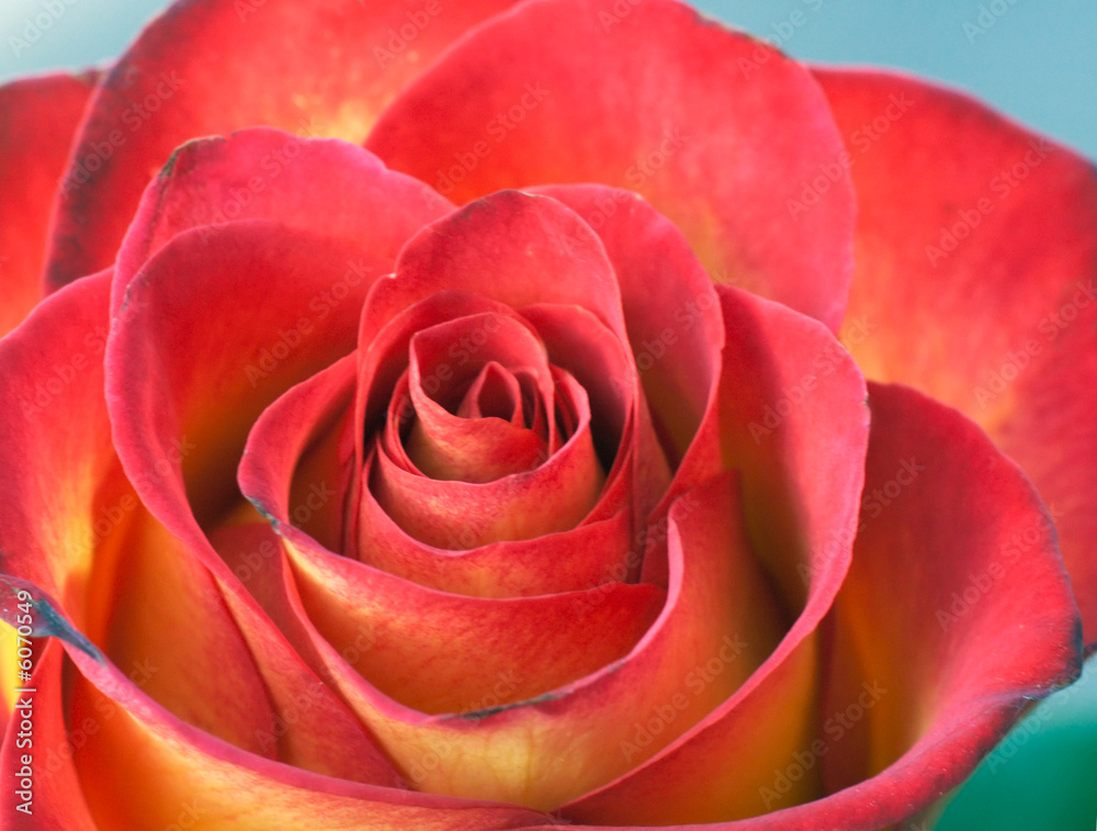 Spring holiday flower bouquets in flower-shop Spring holiday flower bouquets in flower-shop