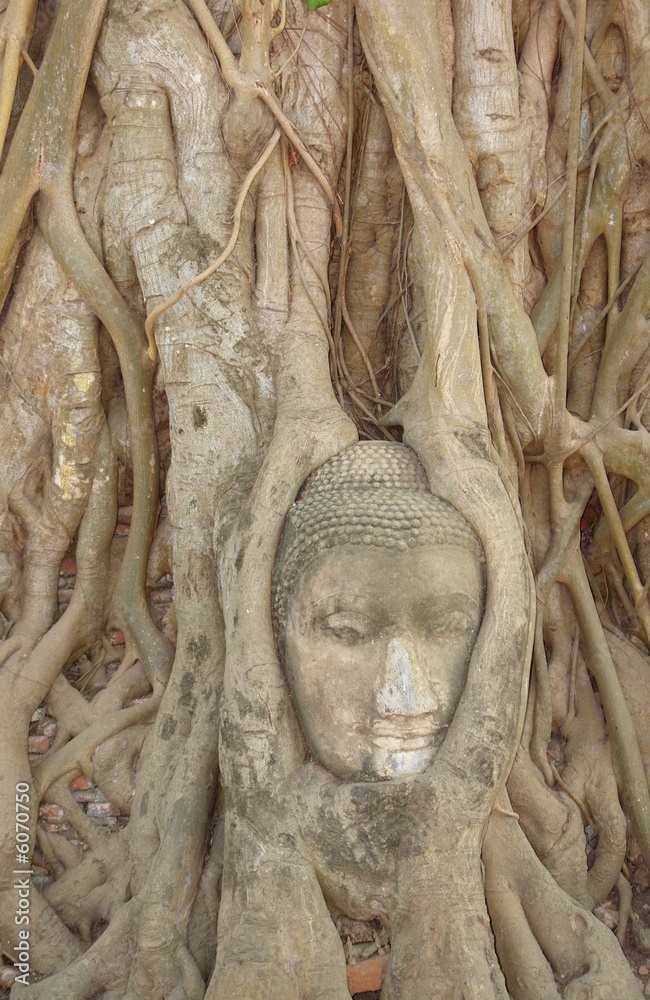 visage de bouddha, ayuthaya