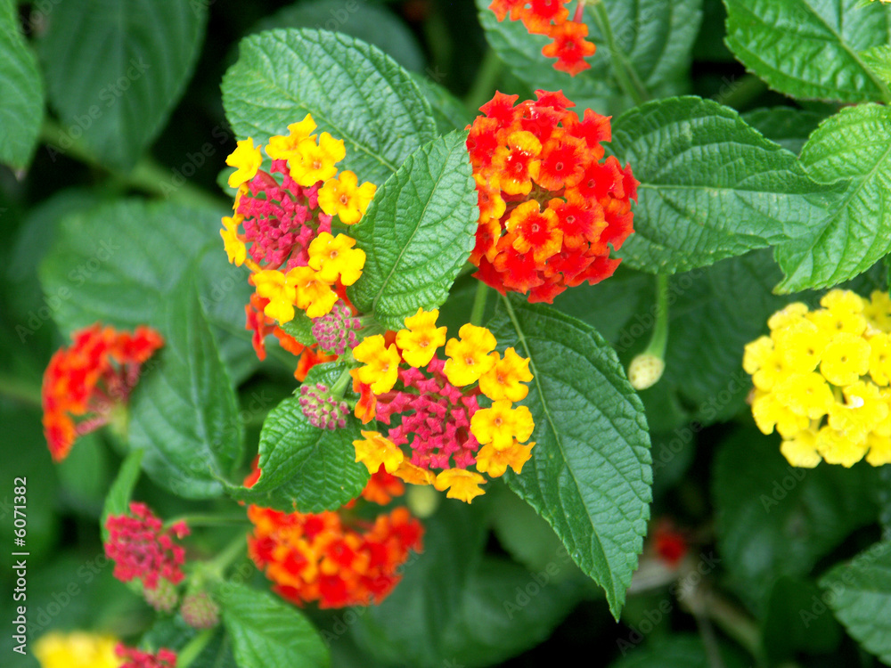 Fototapeta premium fleurs de lantana