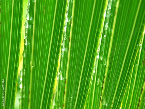 gouttes de pluie    travers les lamelles d une feuille de palmier