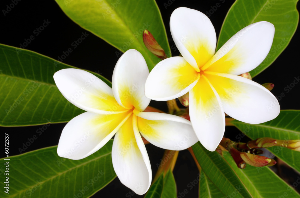 Glorious frangipani (plumeria) tropical flowers Glorious frangipani (plumeria) tropical flowers
