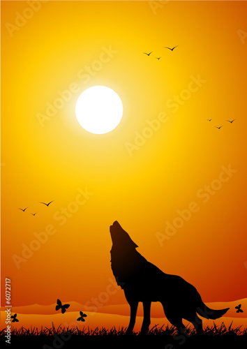 Wolf at sunset