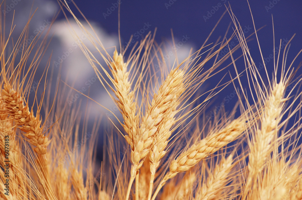 Wheat ears against the blue cloudy sky Wheat ears against the blue cloudy sky
