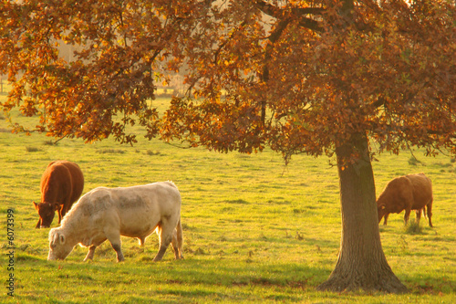 Troupeau de vache,Aisne