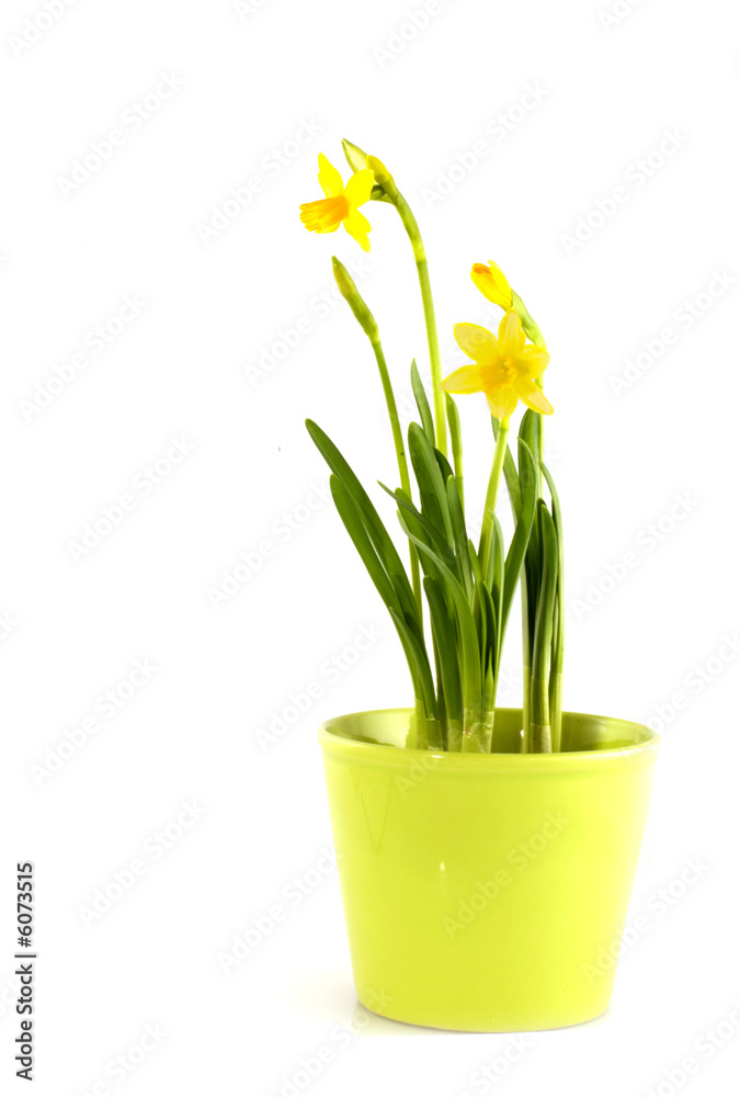 lemon colored pot with daffodils lemon colored pot with daffodils