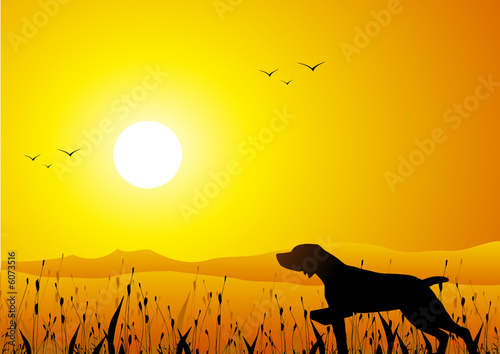 Hunter dog at sunset