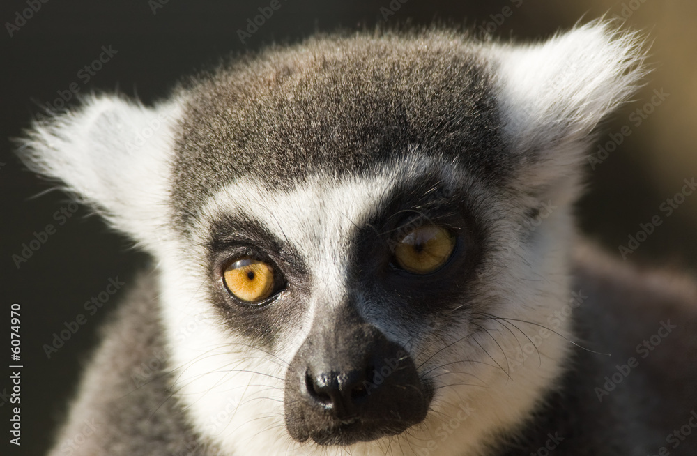 Obraz premium cute ring-tailed lemur