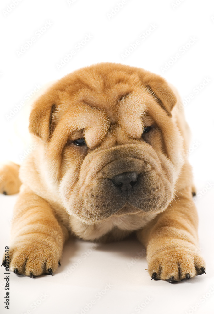 Funny sharpei puppy isolated on white background