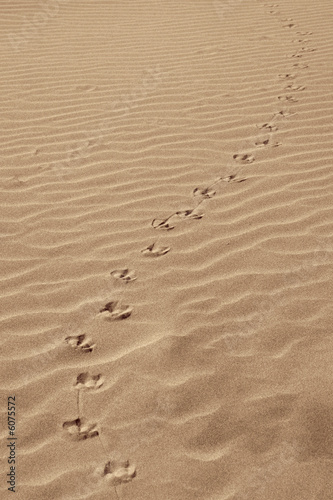 Traces de pas dans le sable