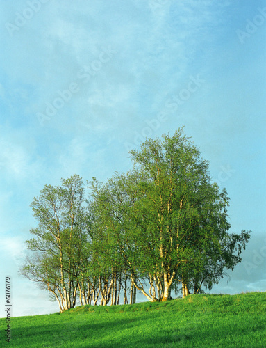 Nice clumb of green trees, fresh grass and blue cloudy sky