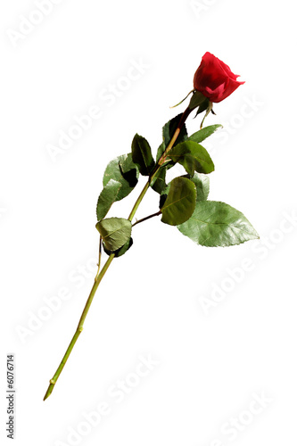 Single Isolated rose