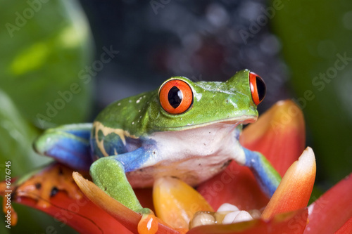 frog macro - a red-eyed tree frog isolated on flower