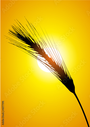ear of wheat and sun