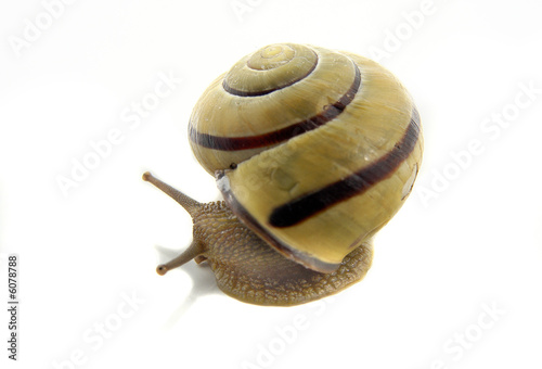 snail