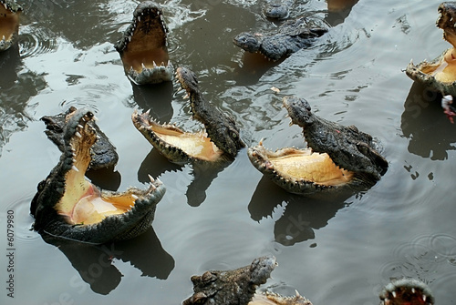 hungry crocodiles