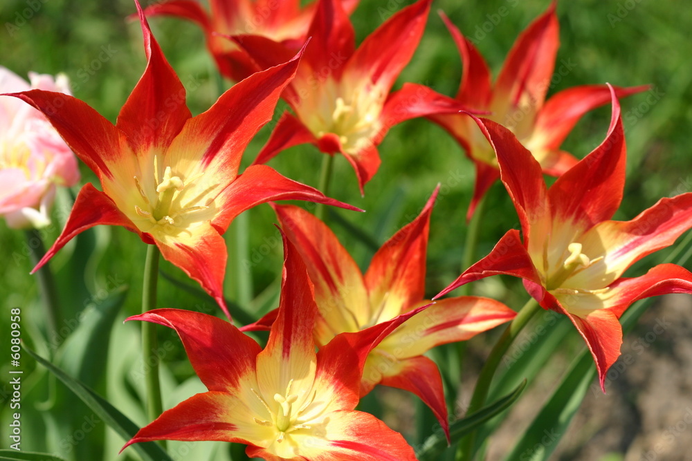 Red tulips