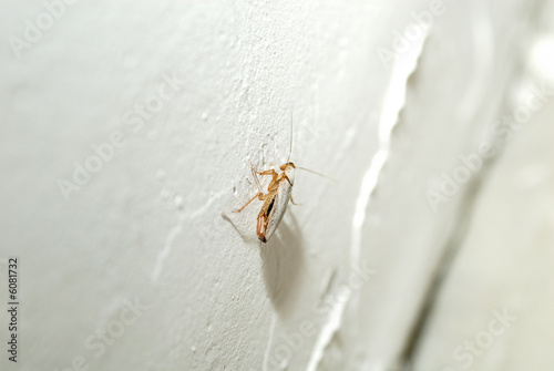 Living cockroach walking at the wall, disinsectization needed. photo