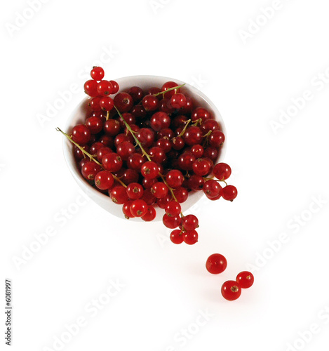 Ribes