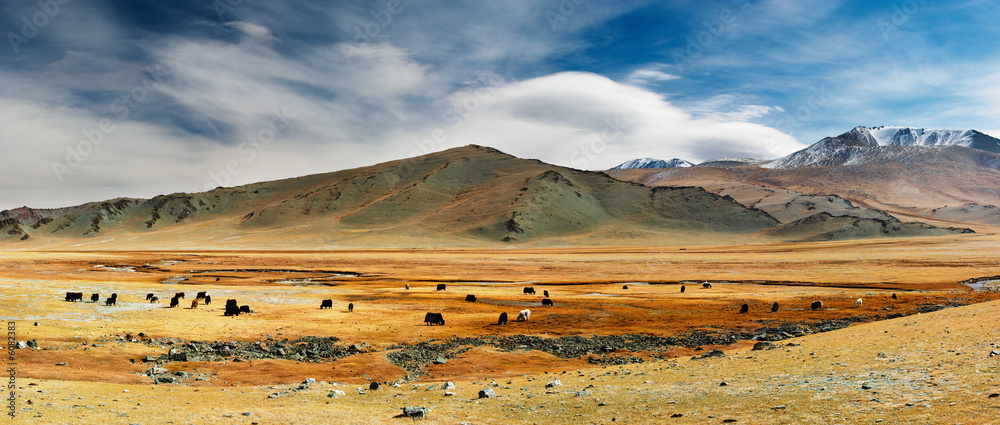 Fototapeta premium Grazing yaks in mongolian desert