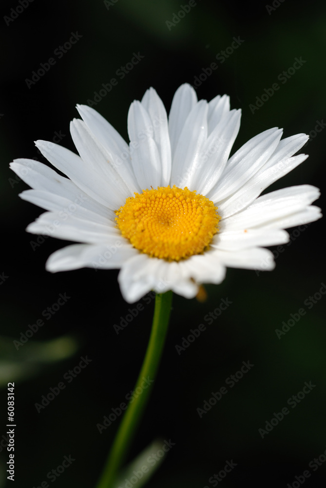 Obraz premium Marguerite