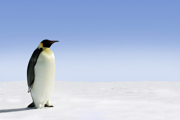 Fototapete Pinguin Pinguin im Sonnenlicht der Antarktis  © Jan Will