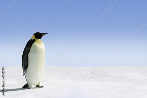 Penguin in Antarctica on a sunny day