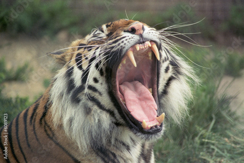 Fototapeta Naklejka Na Ścianę i Meble -  yawning tiger