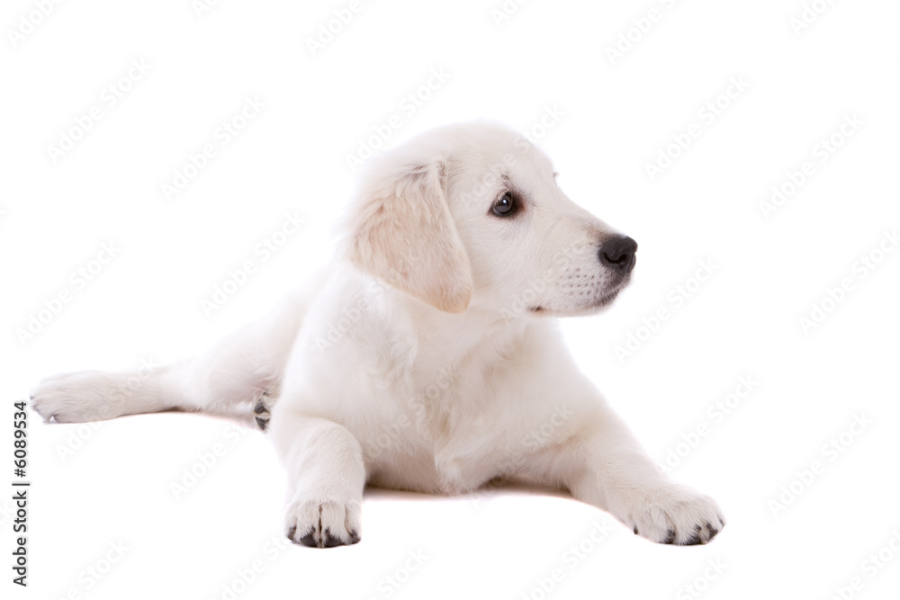 Cute young golden retriever on white background Cute young golden retriever on white background