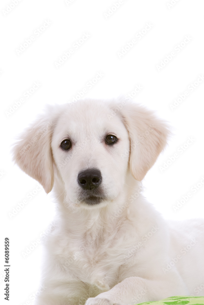 Cute Golden Retriever puppy looking a bit surprised