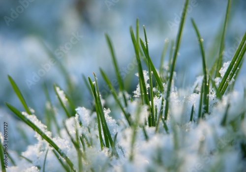 Close-up of fresh green straws with snow and sun light © Anette Linnea Rasmus