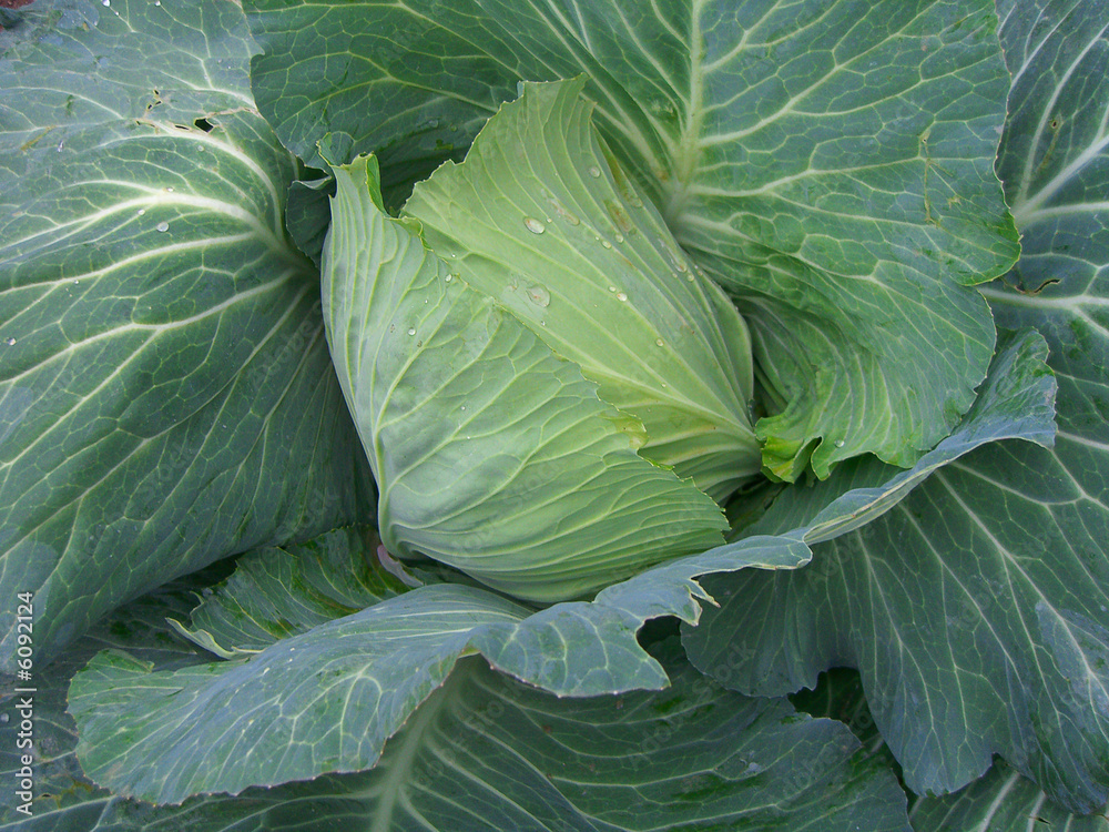 Obraz premium cabbage
