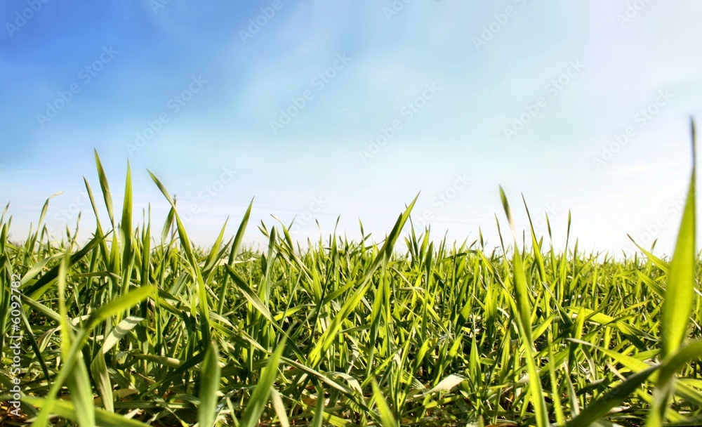 Fototapeta premium prato 18