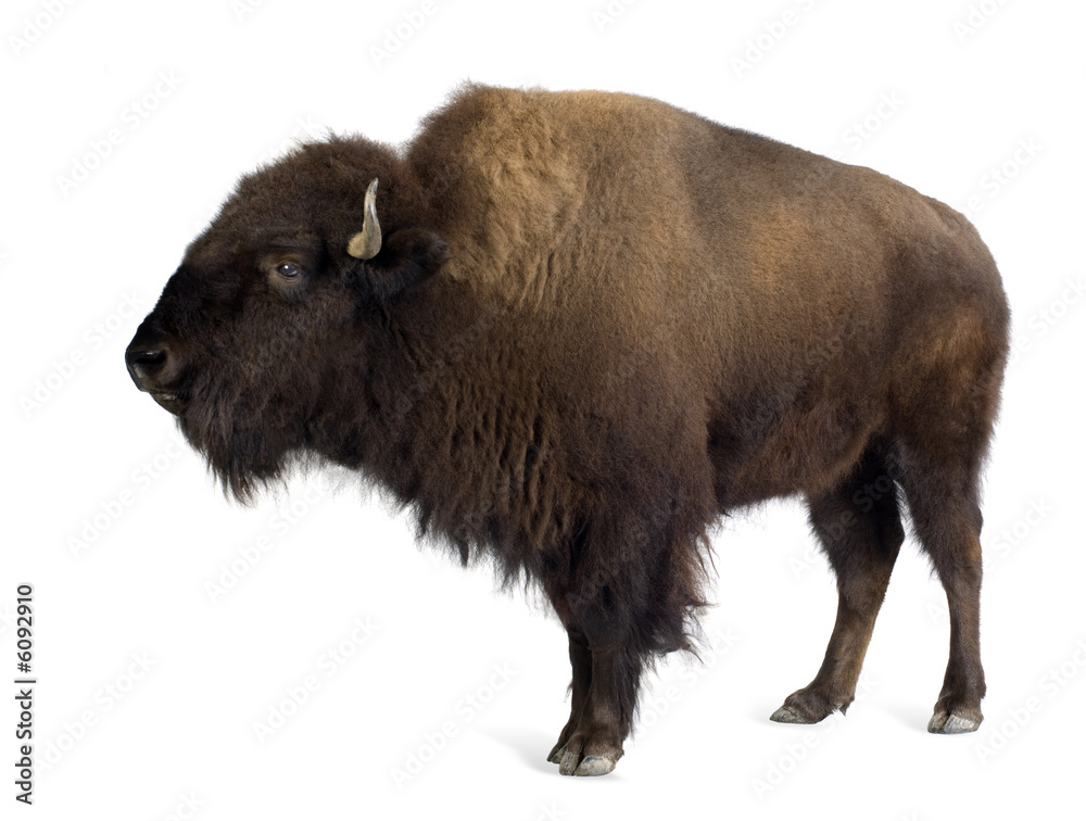 Bison Bison