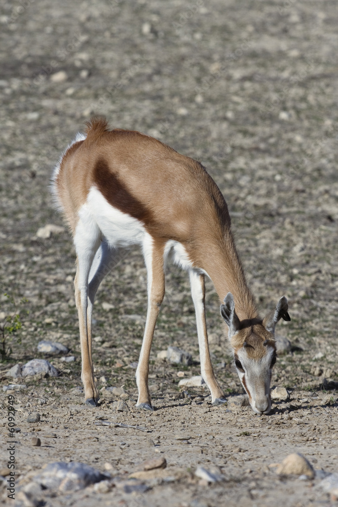 Fototapeta premium antilope