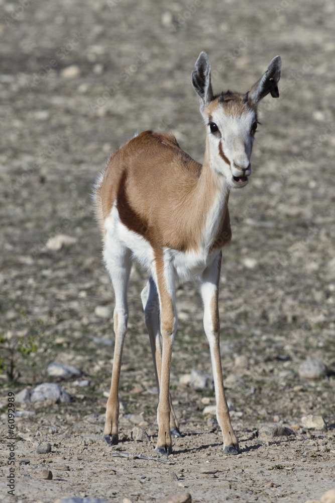 antilope