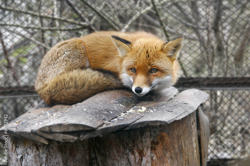red fox in zoo photo