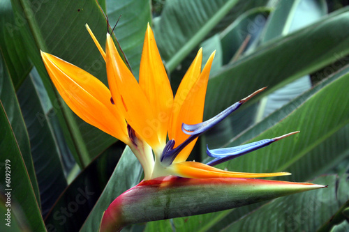 bird of paradise