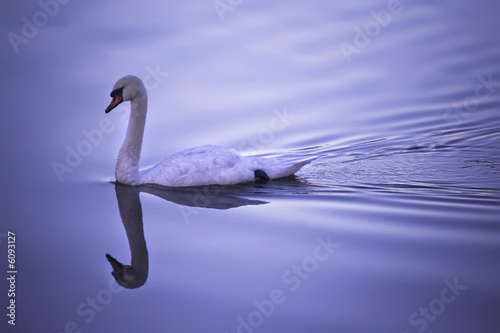 Swan floating peacefully on violet background