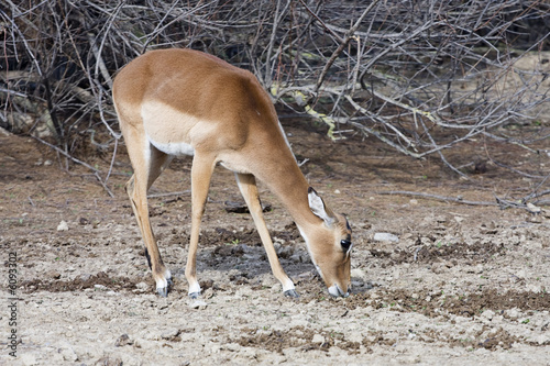 antilope photo