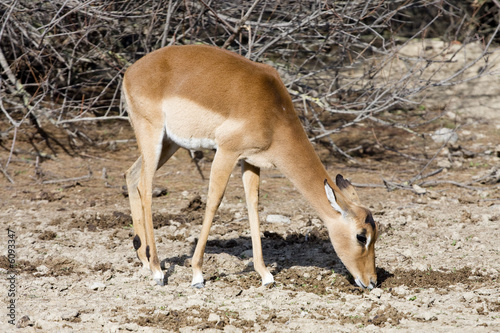 antilope photo