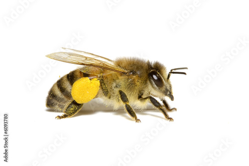 Bee on White