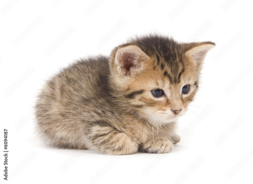 Obraz premium Tabby kitten on white