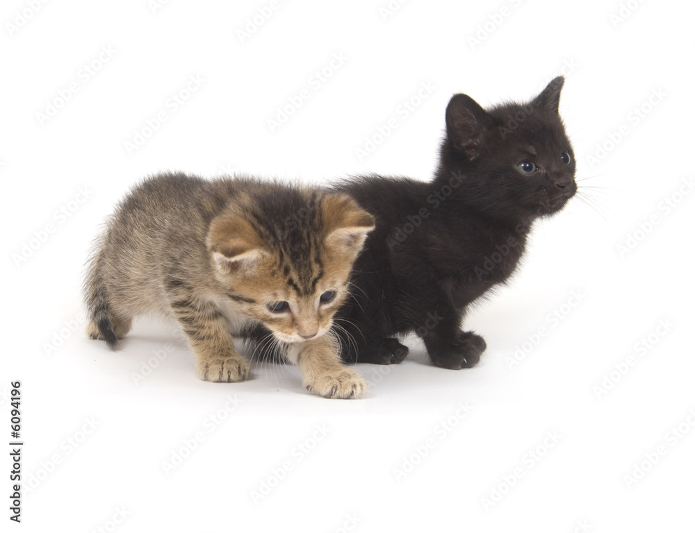 Tabby and black kittens Tabby and black kittens