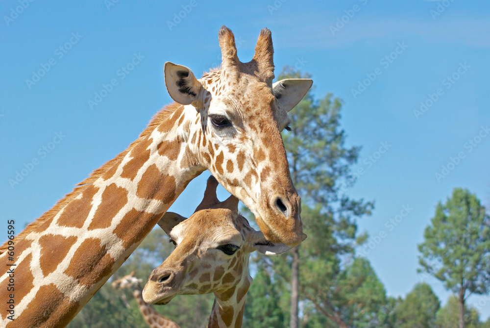 Obraz premium a mother and baby giraffe together