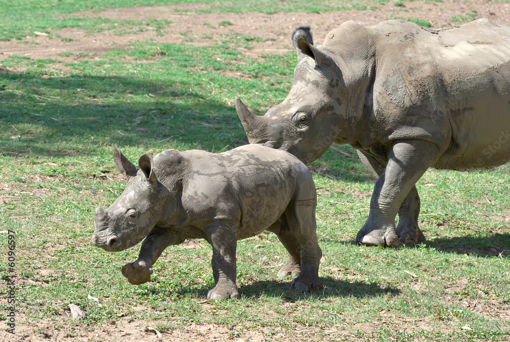 Naklejka premium mother and baby rhino