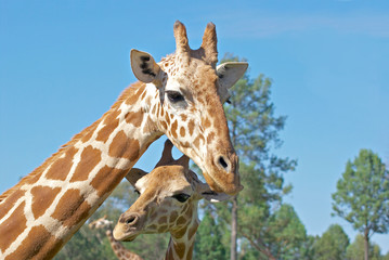 Leinwandbilder Giraffe Giraffenmutter und Kalb gemeinsam  © clearviewstock